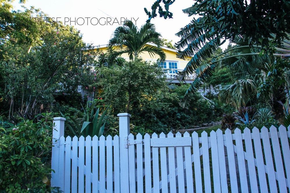 Yellow Bird, Nevis Yellow Bird, Nevis