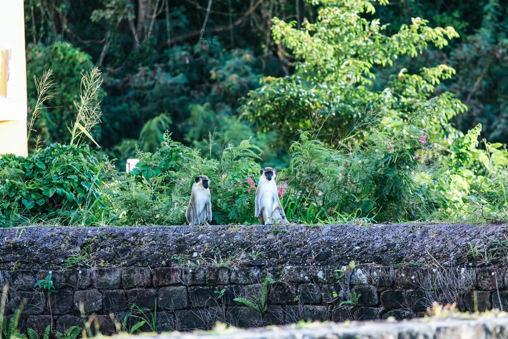 Monkeys of Nevis Monkeys of Nevis